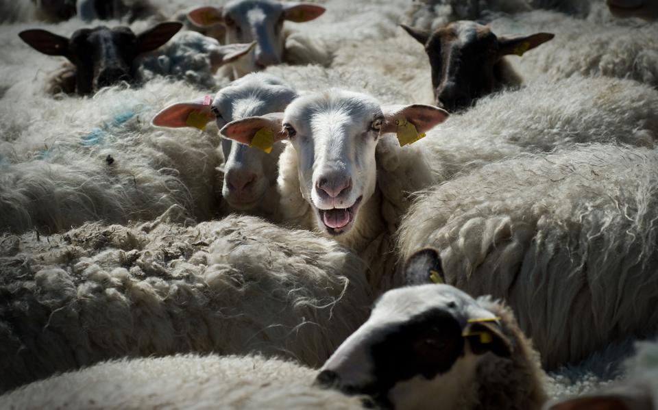 Uiteraard worden alle schapen van De Stekplek geschoren tijdens deze dag en kan men zien hoe dat gaat.